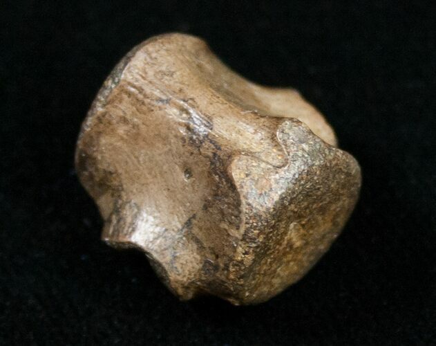 Champsosaurus Vertebrae (Cretaceous Reptile) #10825